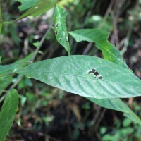 Strobilanthes habracanthoides J.R.I.Wood